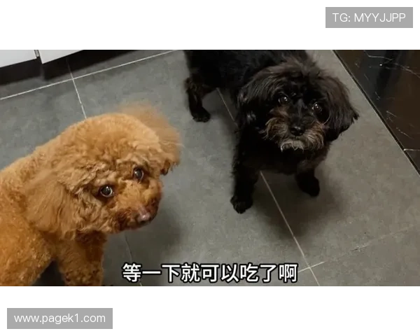 刘洋家的狗都比我家吃得好